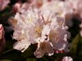 Rhododendron Jacksonii Różanecznik